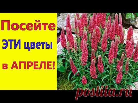 Что посеять в апреле 2021/ Посейте эти цветы в апреле, они порадуют обильным цветением в саду.