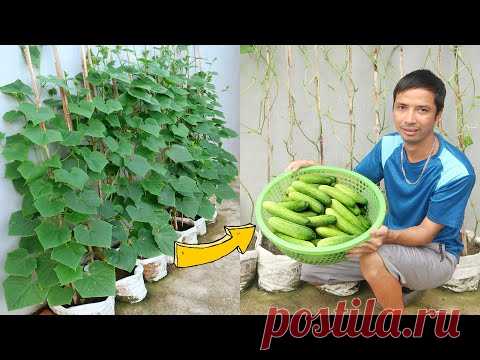 Удивительная идея | Выращивание огурца из семян в домашних условиях | Выращивать огурцы в мешках