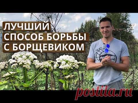 Как избавиться от борщевика НАВСЕГДА? | Борьба с борщевиком: личный опыт на 12 Га