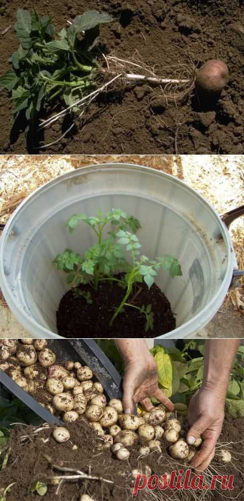 Как вырастить богатый урожай картошки на балконе - 6 соток