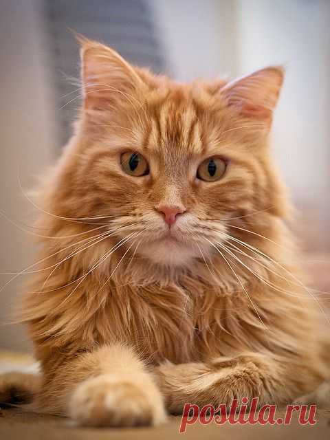 Maine Coon | Flickr - Photo Sharing!