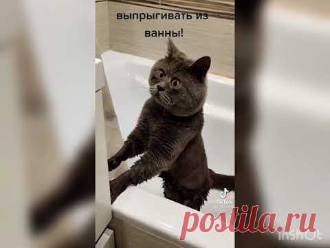 УДИВЛЕННЫЕ КОТ ФЕДЯ ВЫ БУДЕТЕ ОЧЕНЬ СМЕЯТЬСЯ !!!!