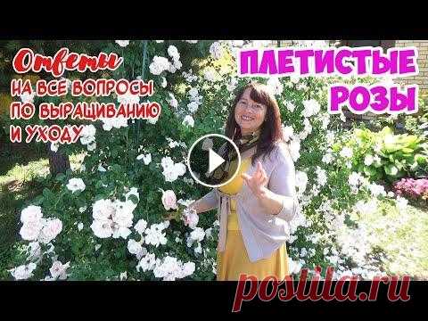 Все о ПЛЕТИСТЫХ РОЗАХ! Посадка, уход. Пример посадки. Формирование куста Клаймбера!  И лучшие сорта! Мечтаете о плетистых розах в своем саду? Но не знаете, какие плетистые розы посадить? Впервые слышите о РАМБЛЕРАХ и КЛАЙМБЕРАХ? Тогда смотрите это вид...