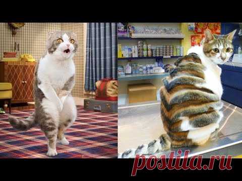 Funny Cat and Cat Videos  - Cute Cats, Kittens & Pets - Pet Goodie