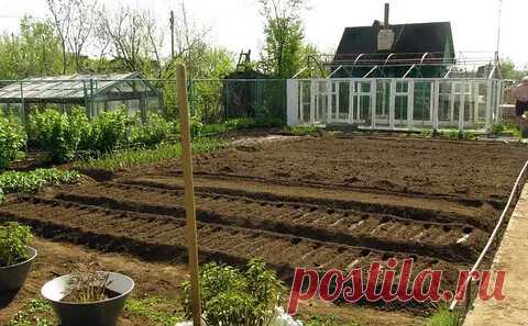 #календарьработ
КОГДА ВРЕМЯ СЕЯТЬ
- Зацвела мать-и-мачеха, появились пушистые комочки на иве – значит, пришло время сеять петрушку, редис, морковь, кресс-салат, шпинат, салат, редьку, зимний лук, хрен и спаржу.
- Зацвела осина, распустились листья черемухи, вернулись ласточки и закуковала кукушка – время сеять свеклу, бобы, горох, зимнюю капусту на рассаду, огуречную траву, чабер, душицу.
- От появления первых листьев на березе до цветения черемухи и вишни можно сеять...