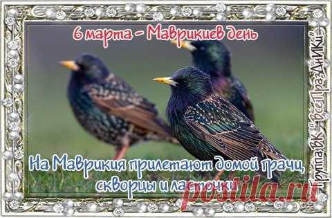 6 марта - Маврикиев день
Праздник получил название в память о христианских святых, живших в 3-4 веках, — мучениках Апамейских, Маврикии и 70 воинах. В народе считалось, что именно на Маврикия прилетают домой грачи, скворцы и ласточки. При этом подмечали: если птицы прилетели раньше положенного дня — это к скорой весне. Говорили и так: «Ранние ласточки — к счастливому году». Этих птиц на Руси всегда любили — и связывали с ними множество примет. Среди них такие: ласточки шныряют низко — к дождю