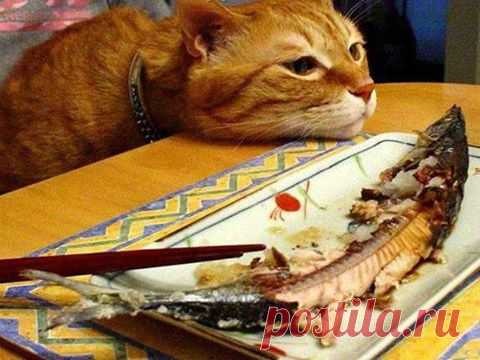 Страшная история про кота | Чёрт побери Есть кот. В коте десять килограммов. Есть кровать. У кровати высокая мягкая спинка шириной 10-15 сантиметров. И есть хозяева кота, которые спят на этой кровати. Ночью кот запрыгивает на спинку кровати и ходит по ней. У кота ночной променад. Но поскольку кот в прошлой жизни был коровой и некоторые особенности перенес в нынешнюю инкарнацию, на четвертой-пятой ходке он теряет равновесие и шмякается вниз. Если мне везет, кот падает рядо...