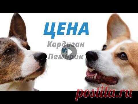 Корги разница в цене - Кардиган и Пемброк *Вельш Корги Кардиган и Пемброк Цена – разница в цене* Содержание видео "Цена Корги" 00:00 Вступление к видео "Сравнение цены щенков Ко...