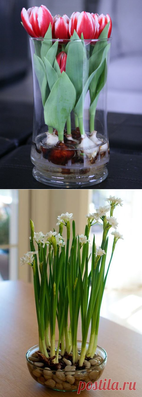 Выращиваем тюльпаны и нарциссы в домашних вазах
