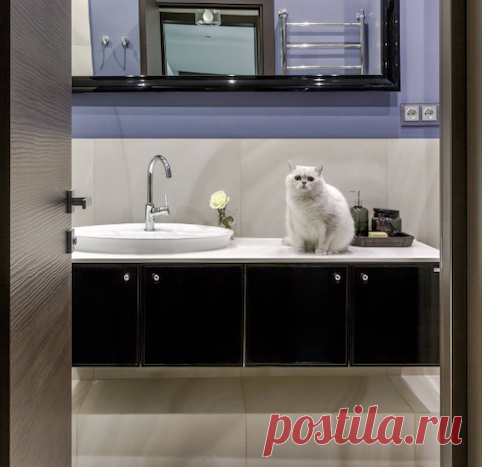 Серьезный кот Рио недоволен, что ты еще не прочел статью о квартире его хозяйки - дизайнера #petzz