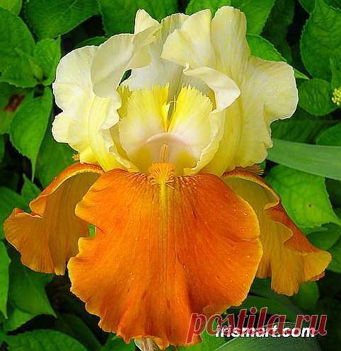 Fall Fiesta Tall Bearded Iris | Iris