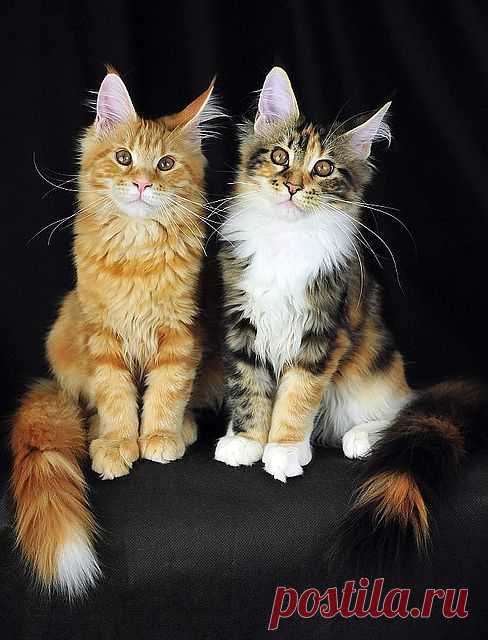 Lovely-KittyCats