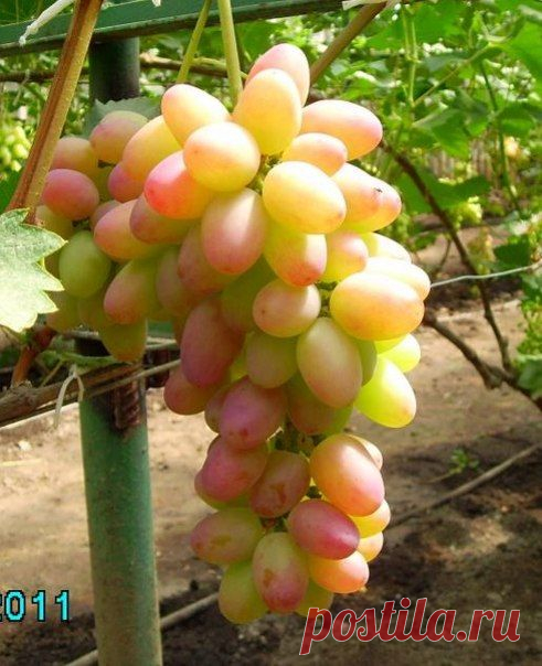 Морозоустойчивые сорта винограда