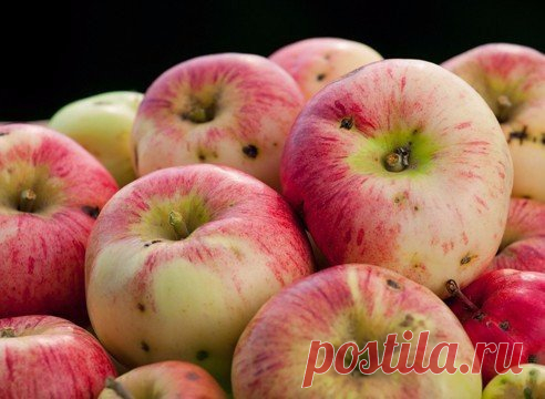 Опять червивые яблоки! Что делать советы от супер-садовника | 6 соток