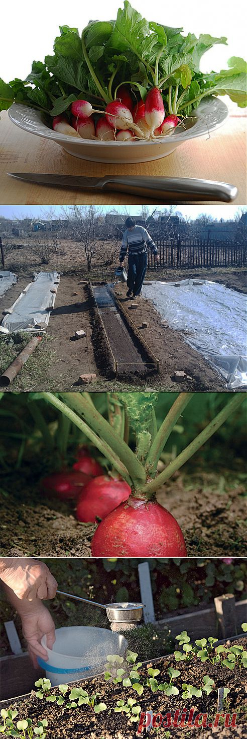 Агротехника выращивания редиса.