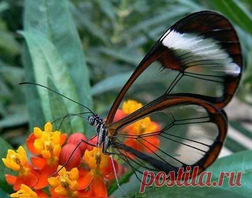 Грета Ото, или стеклянная бабочка.