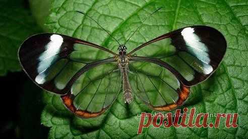 Удивительная бабочка с прозрачными крыльями.