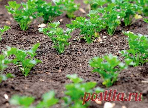 ЗНАЕТЕ ЛИ ВЫ, ЧТО ПЕТРУШКУ МОЖНО ВЫРАСТИТЬ БУКВАЛЬНО В ТЕЧЕНИЕ 3 ЧАСОВ?.