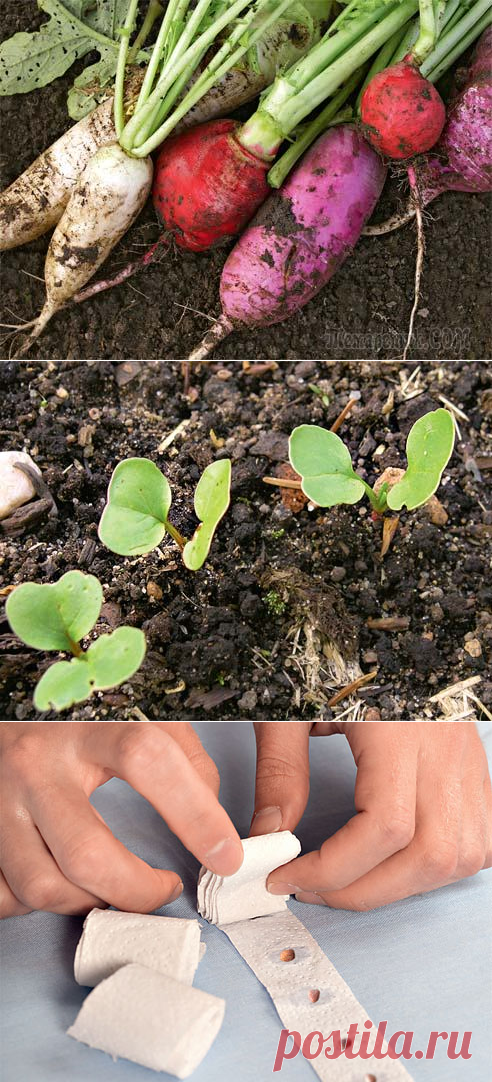 Выращиваем редис: маленькие хитрости