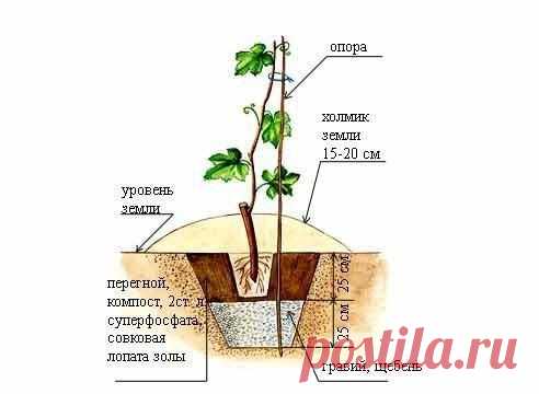 КАК ПЕРЕСАДИТЬ ВЗРОСЛЫЙ КУСТ ВИНОГРАДА.