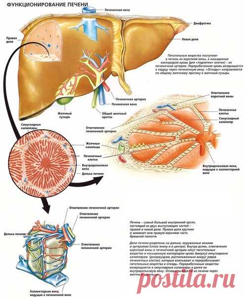 Интересные факты о печени человека🤓  / Медицина для всех