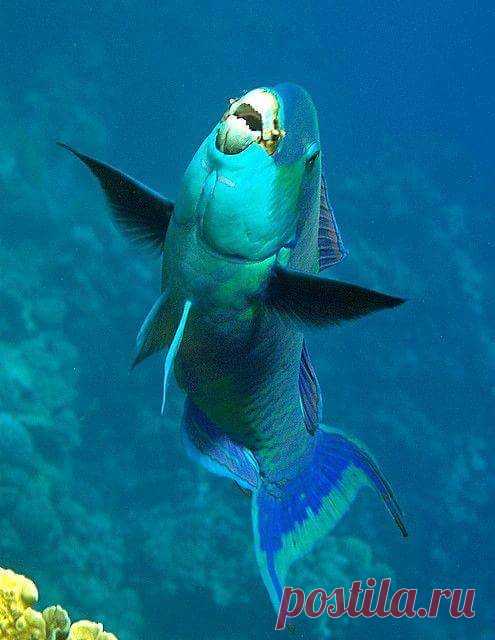 Parrotfish