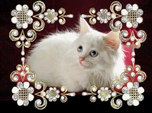 Сверкающие котята. Блестящие котята. Сверкающие кошечки красивые. Мерцающие открытки с котятами. Бесплатные живые кошки