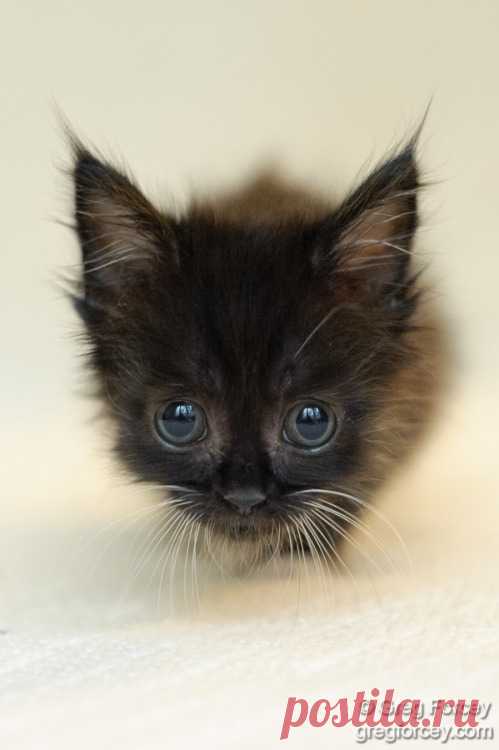 Kitteh Kats - cat, cats, kitty, gatto, puss, neko, kitten, katzen, gatti, kat, katze, basically cats