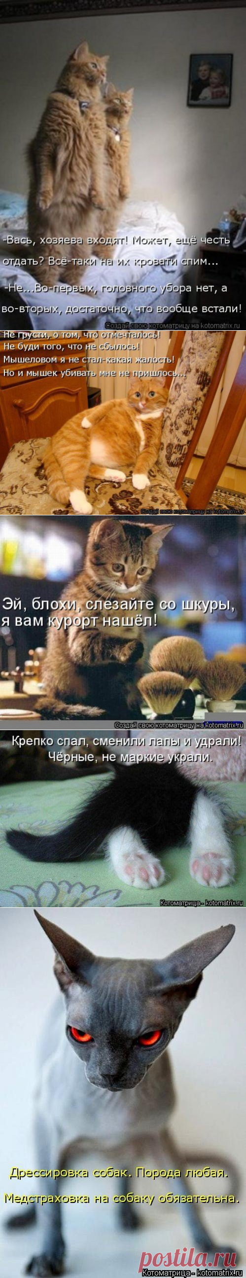 Новые котоматрицы для всех! / Приколы