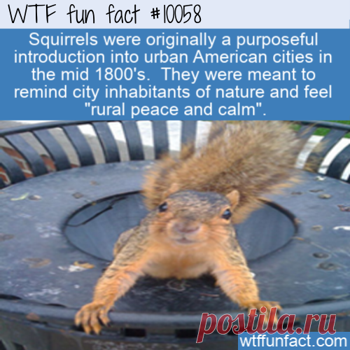 WTF Fun Fact – Squirrels On Purpose &#8211; Top Best Celebrity Blogs