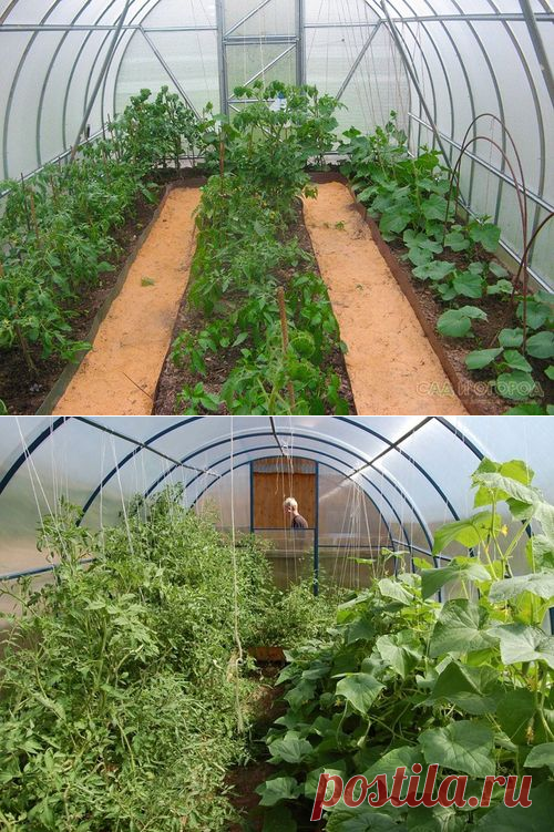 Огурцы и помидоры в одной теплице из поликарбоната: выращивание, можно ли сажать вместе