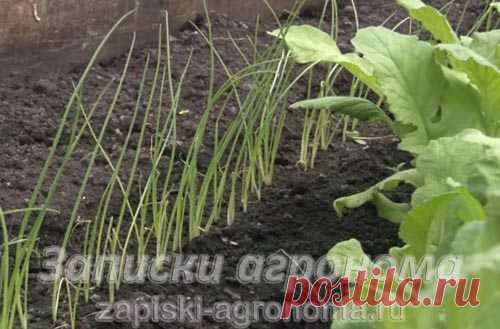 Лук из семян за один год через рассаду на репку &bull; zapiski-agronoma.ru