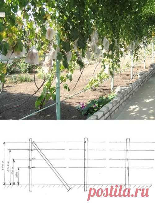 Опора для винограда. Как сделать опору для винограда своими руками