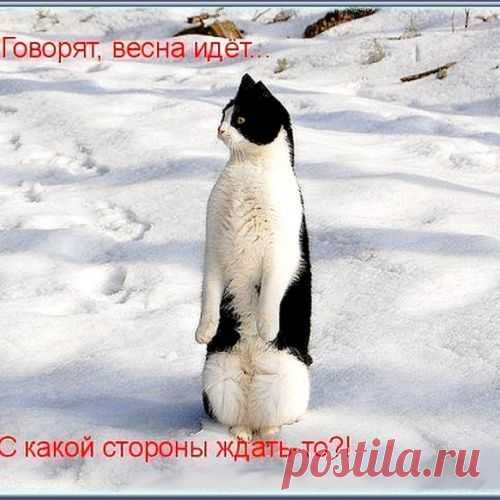 Ожидание весны (котоматрица)