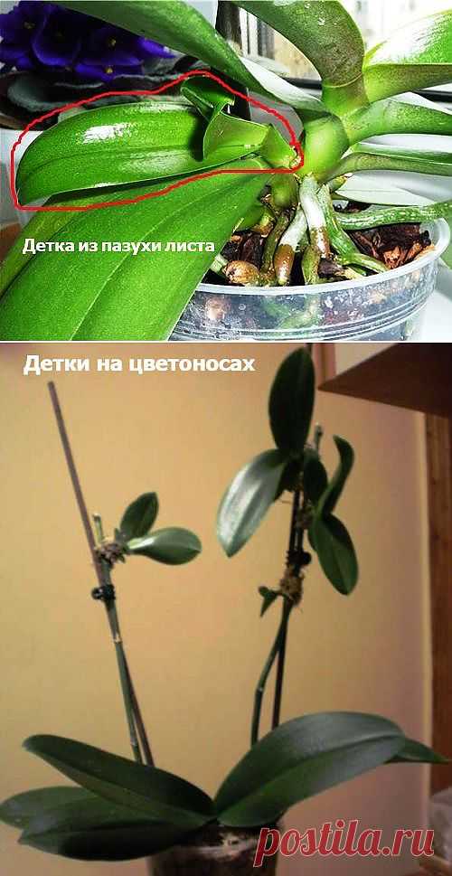 Размножение фаленопсиса.