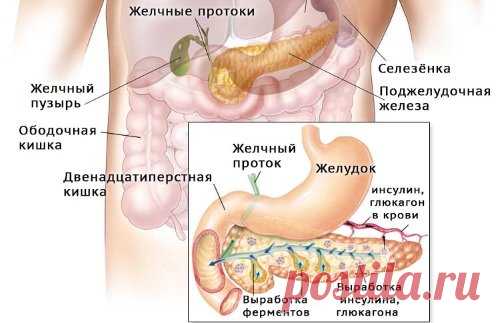 Где болит поджелудочная железа у женщин фото