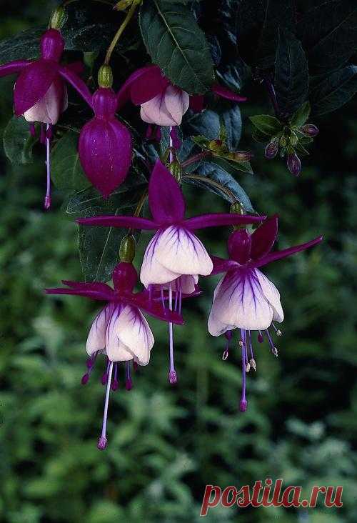 Beautiful flowers