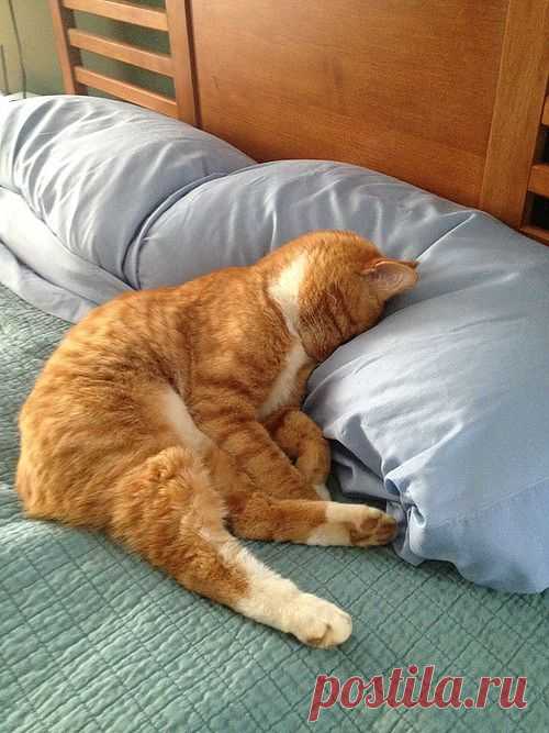 Catasters • Good Super Hangover Monday Morning! Photo via...