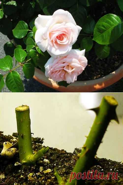 Размножение роз черенками, методы черенкования садовых роз - DomFloris.ru