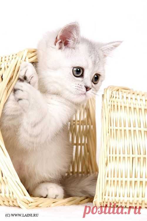 Basket Case Kitty | Kitty Cat