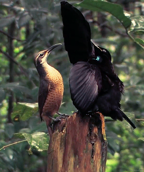 biomorphosis:
“A male Magnificent Rifflebird mesmerizes a female by whipping his iridescent blue neck and wings back and forth.
”
♔