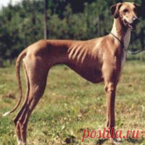Самые редкие породы собак в мире