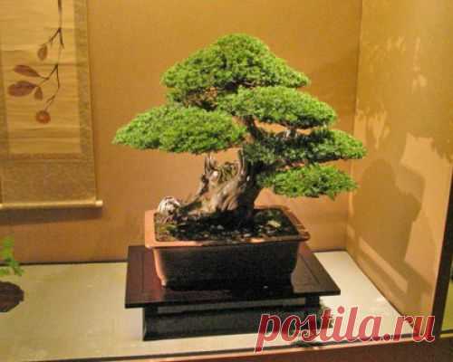 Дерево бонсай: Растение для восточного интерьера