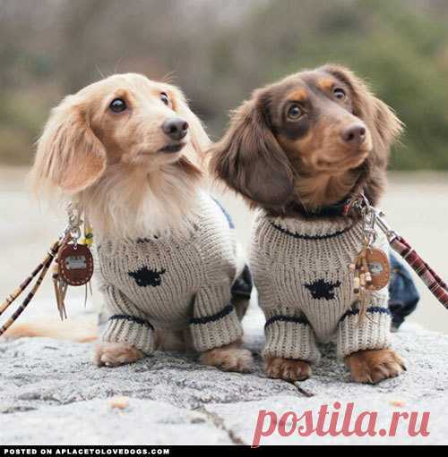 Dachshund Parade - aplacetolovedogs: Two adorable Dachshunds,...