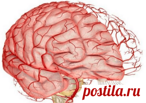 Очищение сосудов головного мозга. Улучшение памяти. Очищение сосудов головного мозга с применением правильного питания и народных средств являются профилактикой инсульта и сохранения памяти