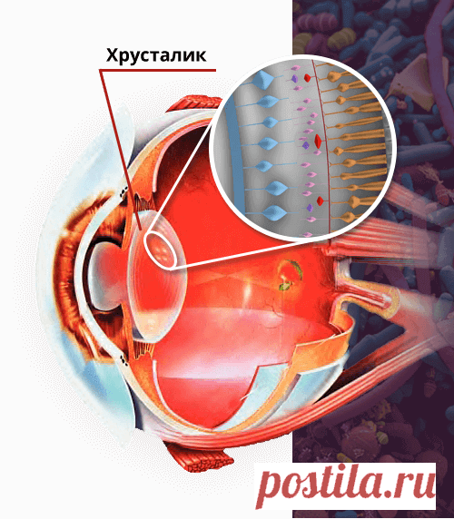 Dioptik средство для зрения
С КАЖДЫМ ДНЕМ
ВАШЕ ЗРЕНИЕ
УХУДШАЕТСЯ?
Главное условие нормального зрения — эластичность хрусталика. К сожалению, данная способность нарушается под воздействием многих факторов:

Возраст
Гипернагрузка на глаза
Различные патологические процессы (чаще всего воспалительного характера)
Недостаточное кровоснабжение
Миастения и мышечная слабость