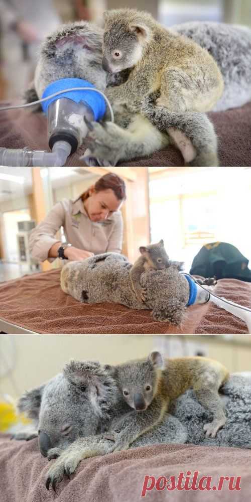 Детёныш коалы держался за свою мать, пока ветеринары спасали ей жизнь