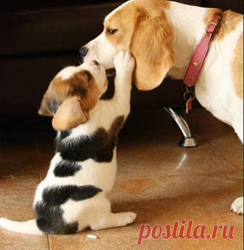 Little baby Beagle kissing her mother The Pet's Planet