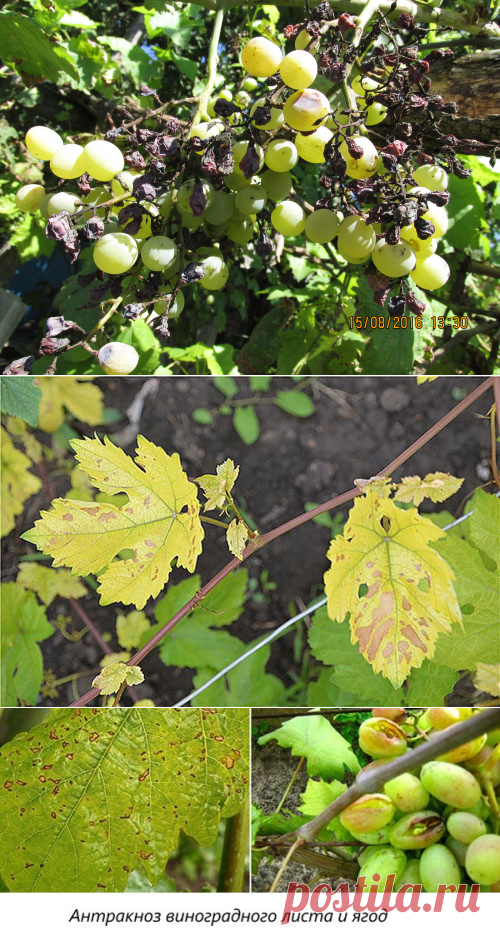 Фото и описание, способы лечения болезней листьев и плодов винограда + видео