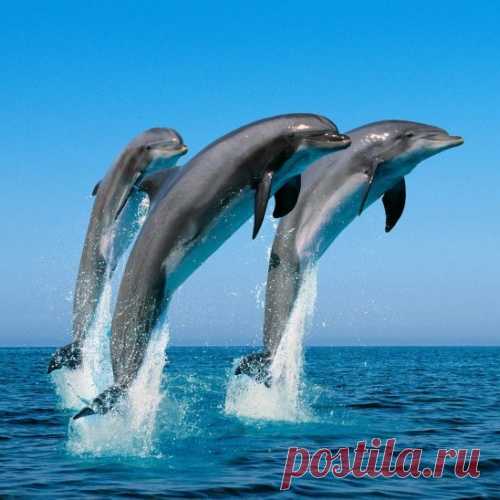 25 фактов о дельфинах, животных, которых в Индии признали личностями